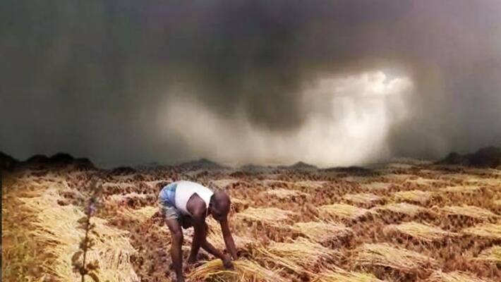 No compensation From Govt for rotten crops in yard snr No compensation From Govt for rotten crops in yard snr