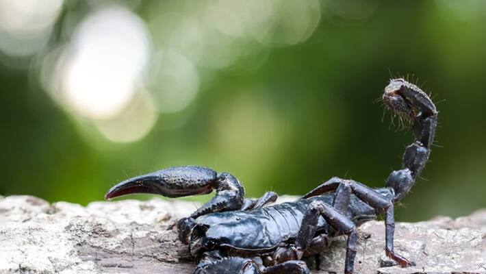 scorpions kill three in Egypt scorpions kill three in Egypt
