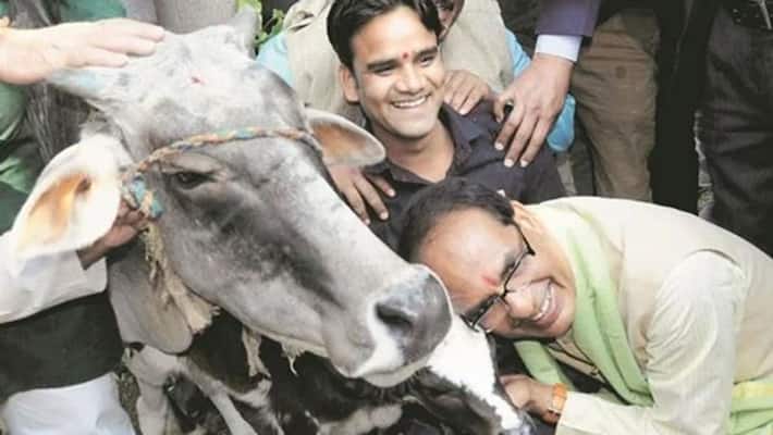 Madhya Pradesh cm shivraj singh chouhan says cow dung and urine can strengthen the economy Madhya Pradesh cm shivraj singh chouhan says cow dung and urine can strengthen the economy