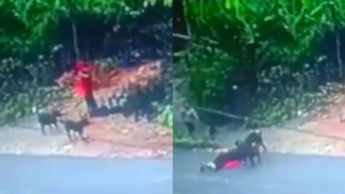 young woman was seriously injured in an attack by a pet dog in Thamarassery young woman was seriously injured in an attack by a pet dog in Thamarassery