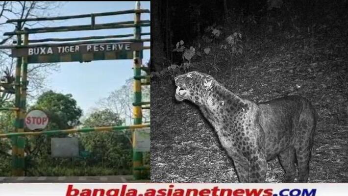 Black panthers have been spotted in the forest of the Buxa Tiger Reserve RTB Black panthers have been spotted in the forest of the Buxa Tiger Reserve RTB