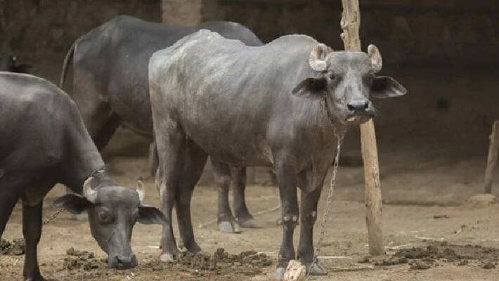 farmer complaints police that his buffalo refuses to be milked farmer complaints police that his buffalo refuses to be milked