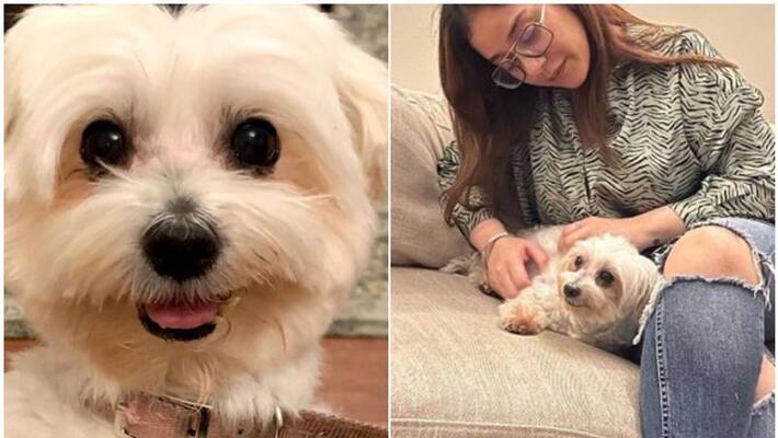 missing pet reunited with its Indian owner in dubai missing pet reunited with its Indian owner in dubai