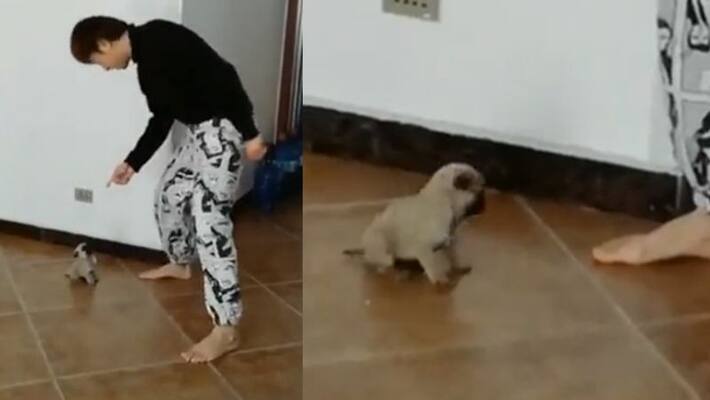 video in which tiny puppy dance with man video in which tiny puppy dance with man