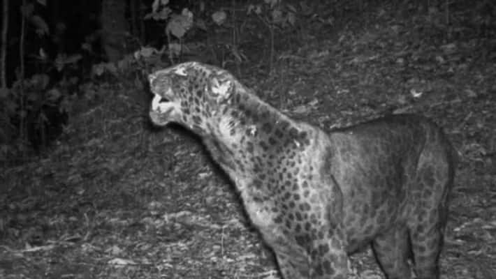 Rare black panther spotted in Alipurduar Buxa Tiger Reserve kpn Rare black panther spotted in Alipurduar Buxa Tiger Reserve kpn