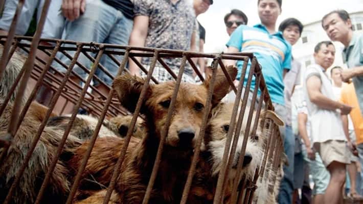 china is killing pet dogs cats of corona infected persons kpn china is killing pet dogs cats of corona infected persons kpn