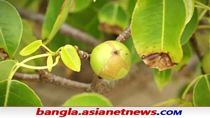 Never stand under 'tree of death' during rain, know about this toxic tree ALB Never stand under 'tree of death' during rain, know about this toxic tree ALB