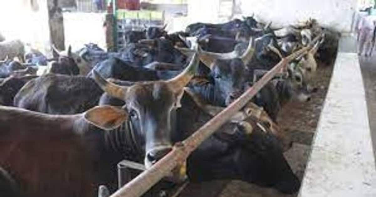 #AbhinavAmbulance பசுக்களுக்கும்  ஆம்புலன்ஸ் ;  யோகி ஆதித்யநாத் அரசு அதிரடி