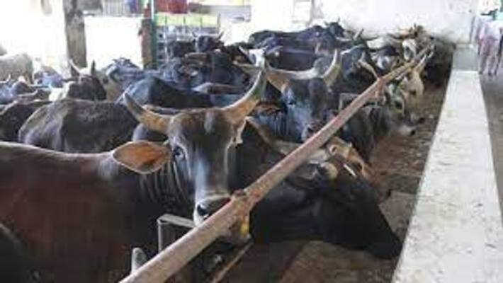 Ambulance service for cows to be launched in UP Ambulance service for cows to be launched in UP