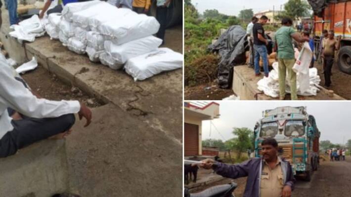 Large cannabis hunt in Maharashtra, 1500 kg seized Large cannabis hunt in Maharashtra, 1500 kg seized