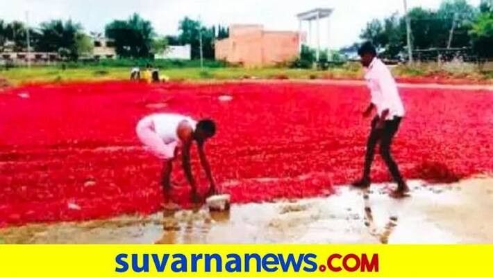 760 Quintal Chilli Damage Due to Rain at Kurugodu in Ballari grg 760 Quintal Chilli Damage Due to Rain at Kurugodu in Ballari grg