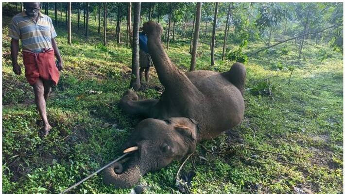 elephant found dead in malampuzha aanakkal elephant found dead in malampuzha aanakkal
