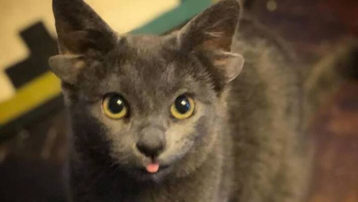 cat born with four ears adopted cat born with four ears adopted