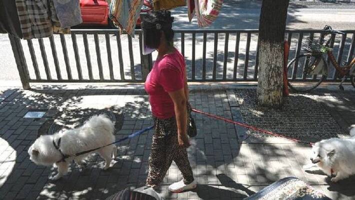 owner in quarantine pet dog killed in china owner in quarantine pet dog killed in china