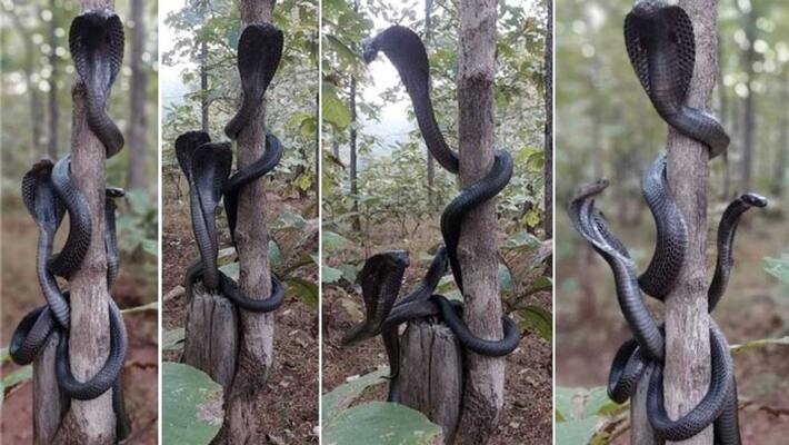 Shocking pictures, three cobras seen at Melghat in Nagpur, photo viral KPA Shocking pictures, three cobras seen at Melghat in Nagpur, photo viral KPA
