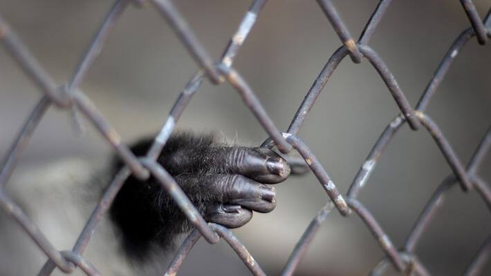 Scientists warn next Pandemic at edge of forests Scientists warn next Pandemic at edge of forests