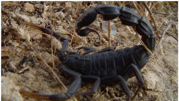 Scorpion swarms killed three and injured hundreds in Egypt Scorpion swarms killed three and injured hundreds in Egypt