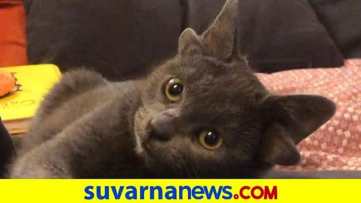 Midas Kitten Born With Four Ears goes viral on social media mnj Midas Kitten Born With Four Ears goes viral on social media mnj