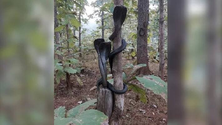 three cobras in a single shot pic goes viral three cobras in a single shot pic goes viral
