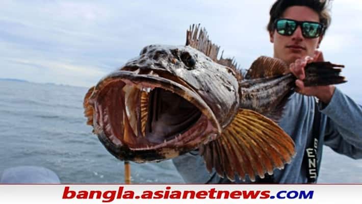 Pacific lingcod - This fish has 555 teeth, it loses and also grows 20 every day ALB Pacific lingcod - This fish has 555 teeth, it loses and also grows 20 every day ALB