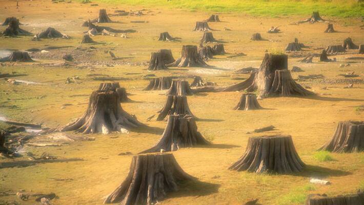 Deforestation in Amazon rainforest hit its highest level Deforestation in Amazon rainforest hit its highest level