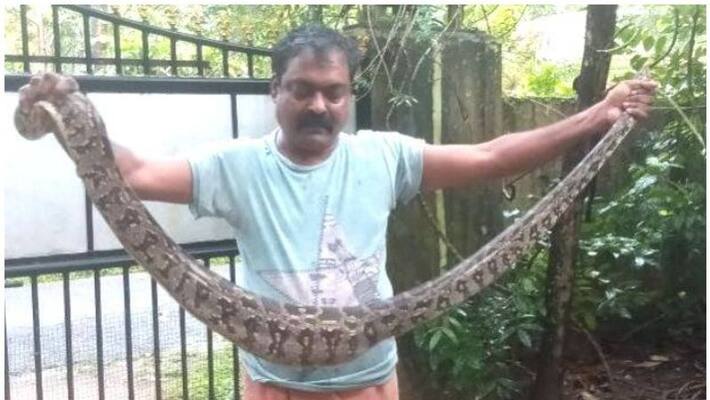 python caught by natives python caught by natives
