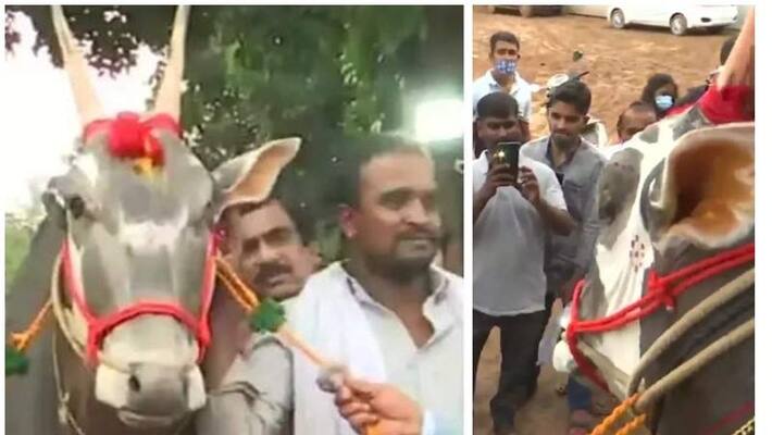 Krishna the rare bull worth one crore whose semen sells for 1000 rupees a dose Krishna the rare bull worth one crore whose semen sells for 1000 rupees a dose