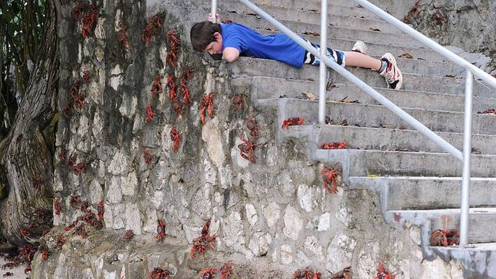 50 MILLION red crabs migrate from forest to ocean 50 MILLION red crabs migrate from forest to ocean