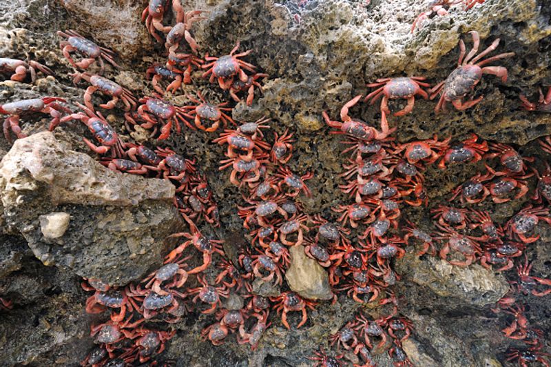 red crab is migrating on Christmas Island