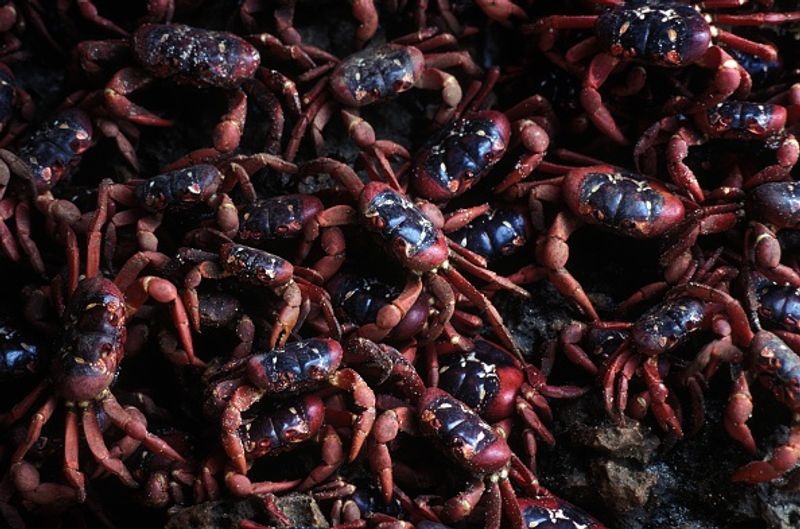 red crab is migrating on Christmas Island