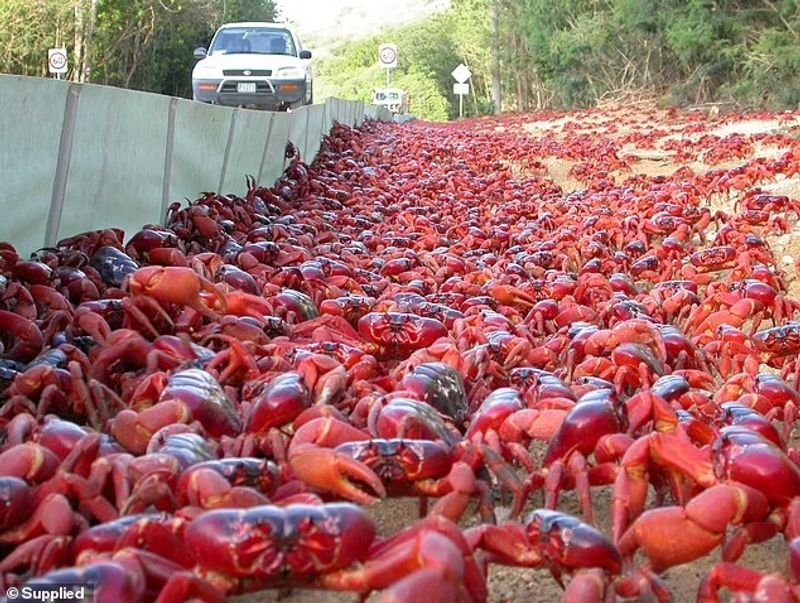 red crab is migrating on Christmas Island