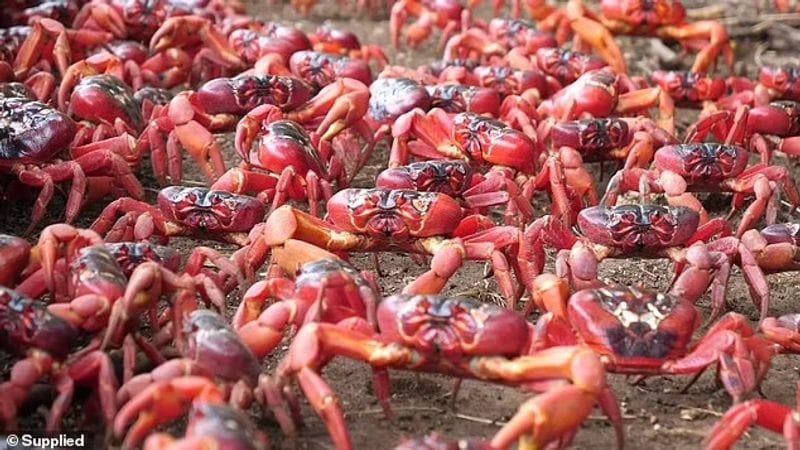 red crab is migrating on Christmas Island