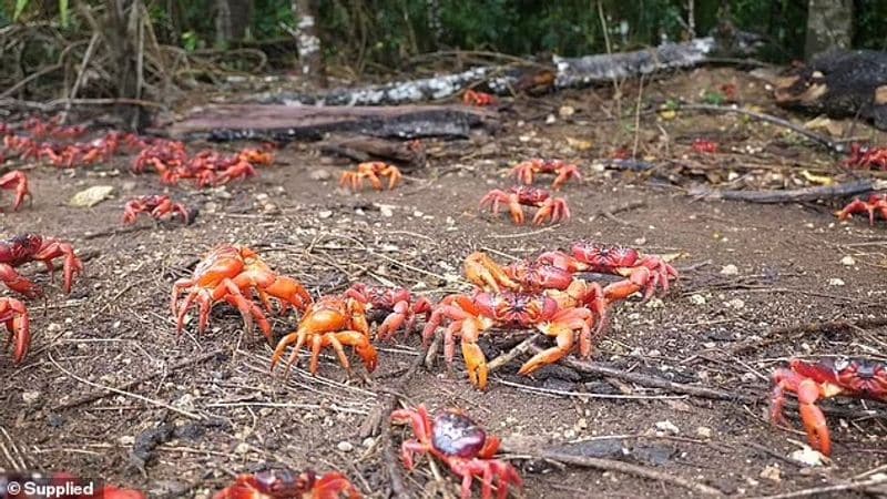 red crab is migrating on Christmas Island