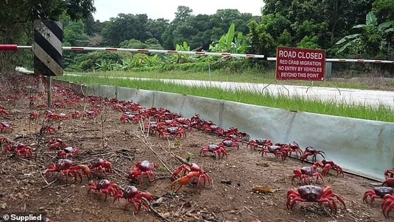 red crab is migrating on Christmas Island