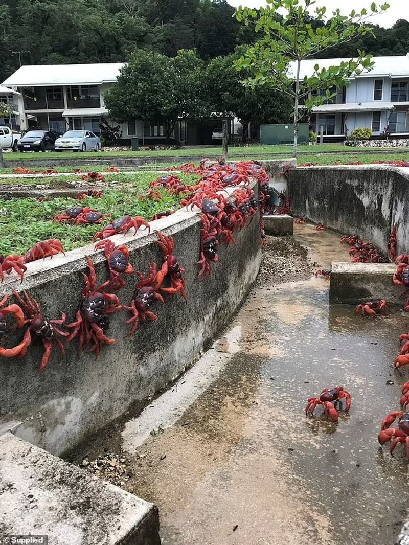 red crab is migrating on Christmas Island