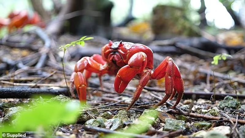 red crab is migrating on Christmas Island