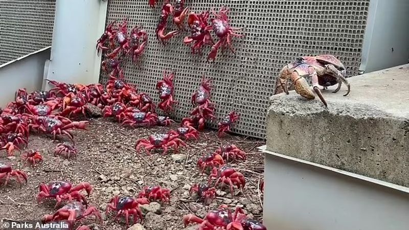 red crab is migrating on Christmas Island
