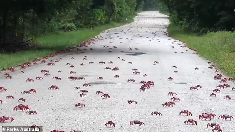 red crab is migrating on Christmas Island