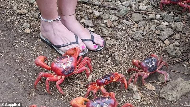 red crab is migrating on Christmas Island