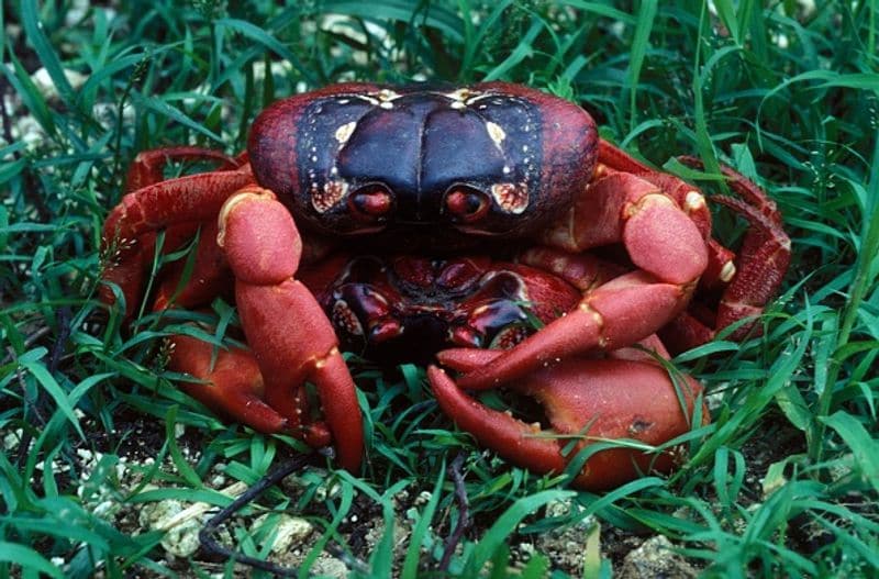 red crab is migrating on Christmas Island