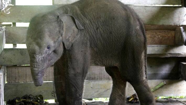 baby Sumatran elephant diew after losing half its trunk to poachers trap baby Sumatran elephant diew after losing half its trunk to poachers trap
