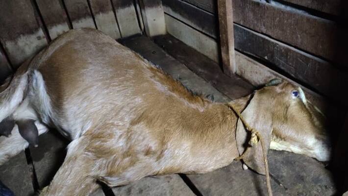 Two sheep killed, three injured in honey bee attack Two sheep killed, three injured in honey bee attack