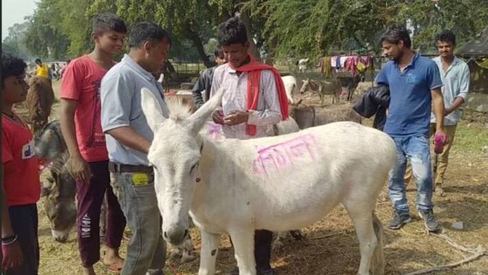 MP Ujjain donkeys fair Donkeys named Kangna Aryan will carry bricks both sold for 34 thousand vaccine cost 14 thousand UDT MP Ujjain donkeys fair Donkeys named Kangna Aryan will carry bricks both sold for 34 thousand vaccine cost 14 thousand UDT