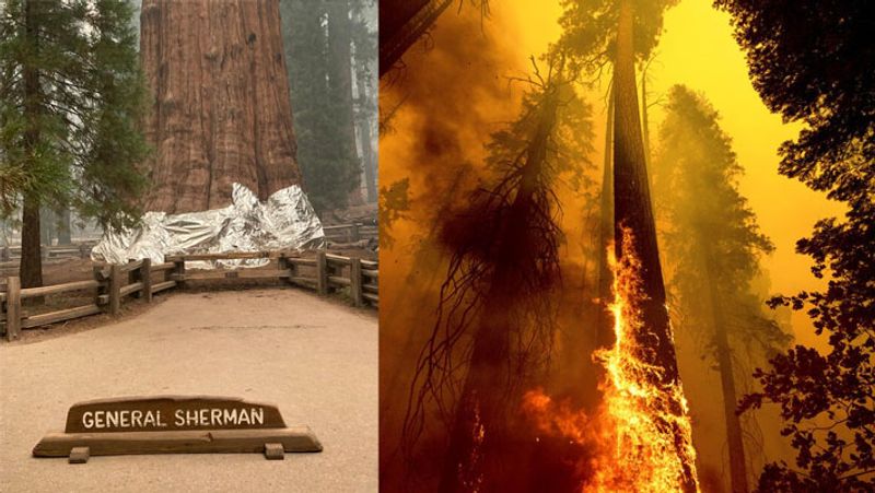 Wildfire in California,Threat to the life of the world rare sequoia trees KPA
