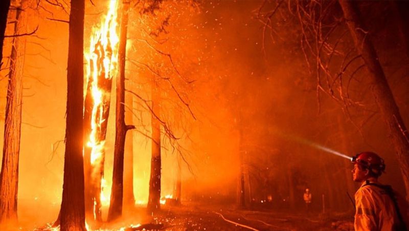 Wildfire in California,Threat to the life of the world rare sequoia trees KPA