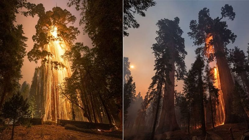 Wildfire in California,Threat to the life of the world rare sequoia trees KPA