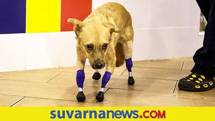 Russian Rescue Dog Monika Back On All Fours With Prosthetic Titanium legs mnj Russian Rescue Dog Monika Back On All Fours With Prosthetic Titanium legs mnj