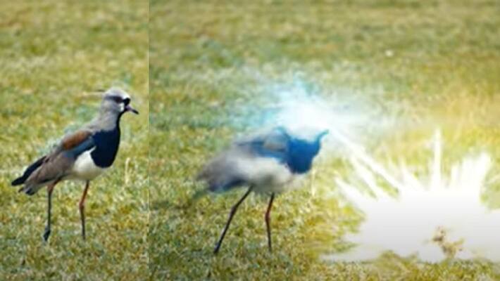 picture of a burning bird is going viral with a false claim kpn picture of a burning bird is going viral with a false claim kpn