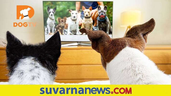DogTV set to launch to help with stress and behavioural problems mah DogTV set to launch to help with stress and behavioural problems mah