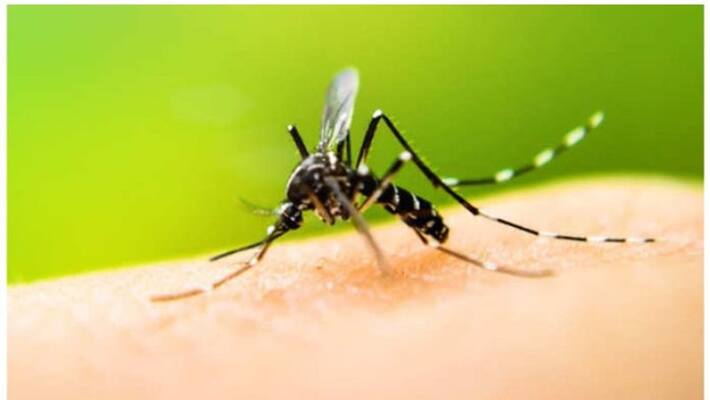 world mosquito day 2022 Interesting Facts about mosquito apa world mosquito day 2022 Interesting Facts about mosquito apa